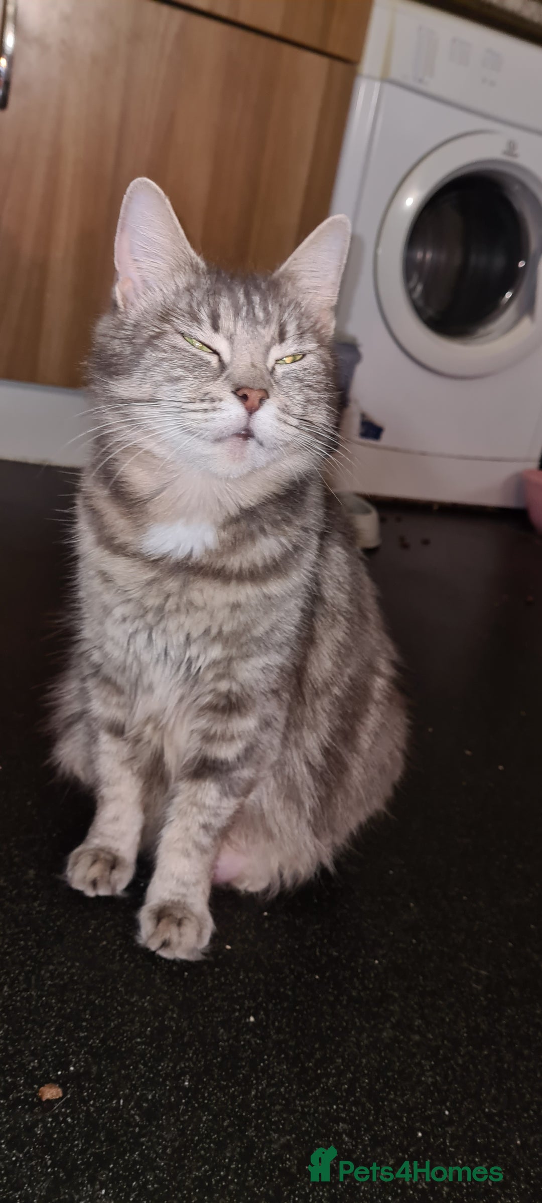British Shorthair cats for sale: Kittens  - Image 5