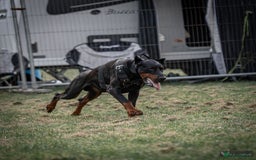 Dobermann dogs for sale: 9 KC Reg pedigree Doberman puppies - Image 8