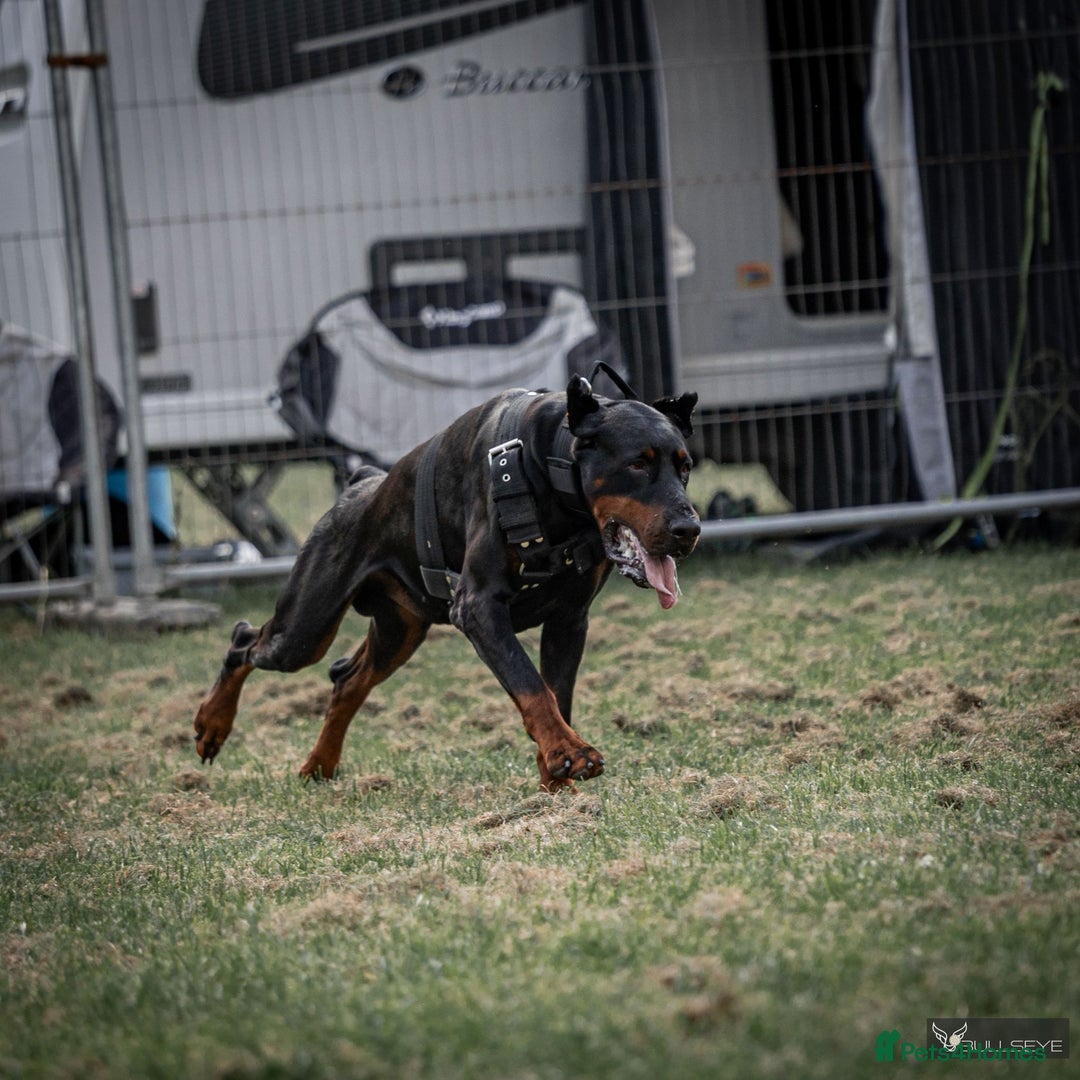 Dobermann dogs for sale: 9 KC Reg pedigree Doberman puppies - Image 8