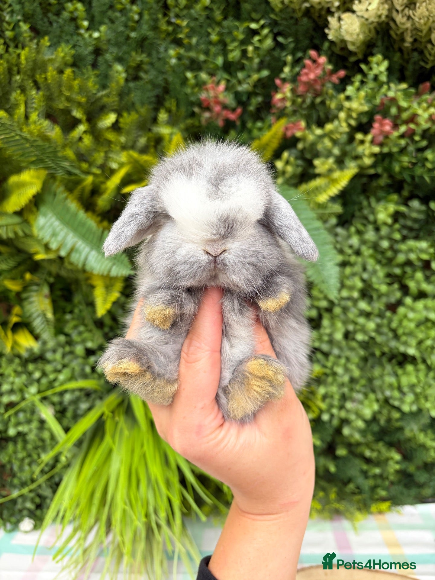 Mini Lop rabbits Mini Lops - Advert 6