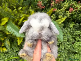 Mini Lop rabbits Mini Lops - Advert 6