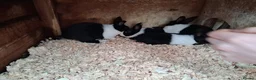 Dutch rabbits for sale: Dutch rabbits black and white - Advert 9