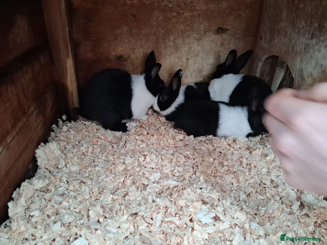 Dutch rabbits for sale: Dutch rabbits black and white - Advert 9