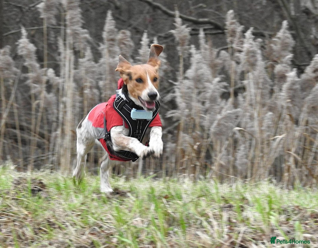 Mixed Breed dogs for adoption: Adorable Mimi Beagle cross 5 months old - Advert 11