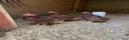 Chickens poultry for sale: Rhode Island Red cockerel - Advert 1