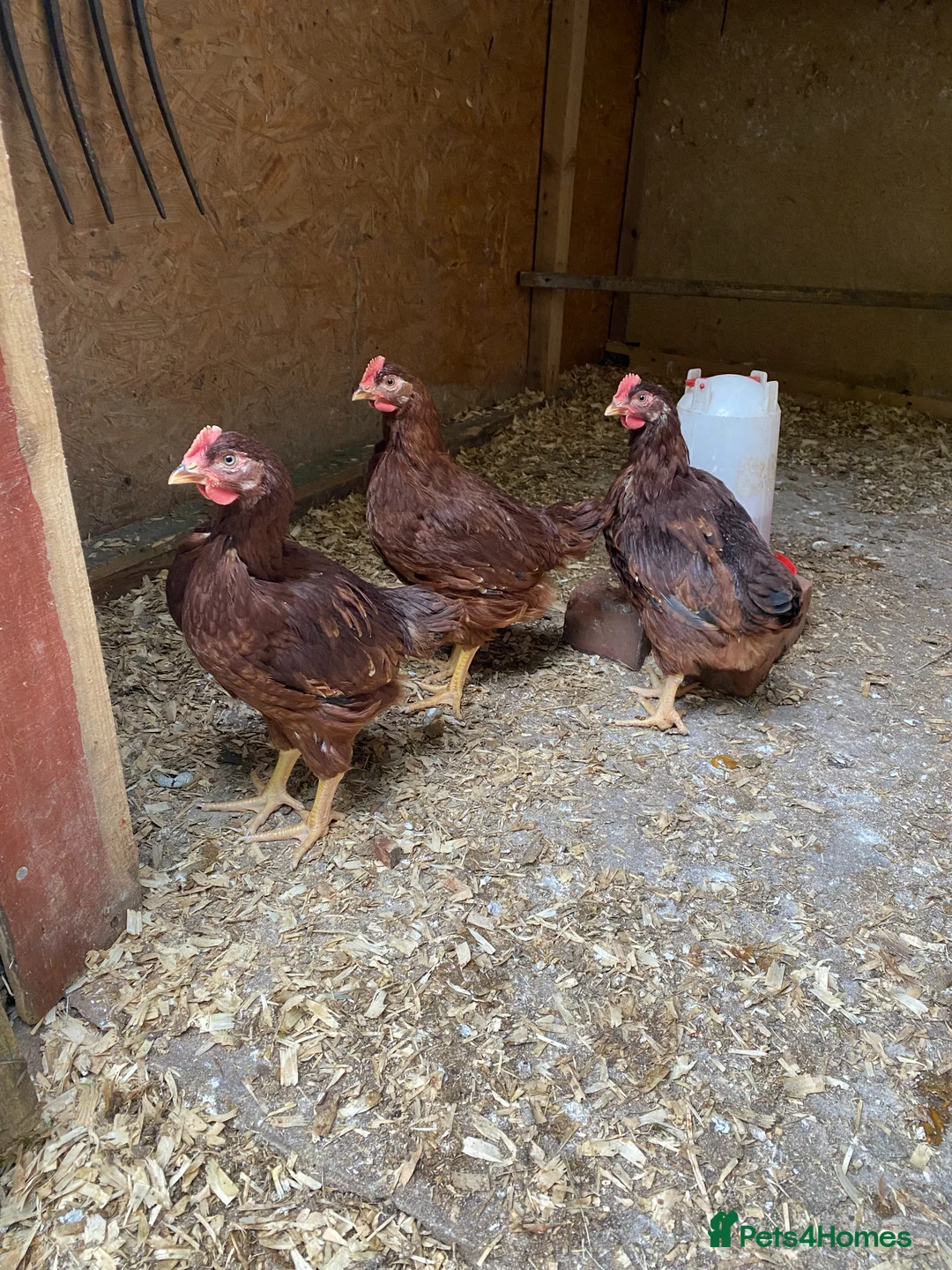 Chickens poultry for sale: Rhode Island Red cockerel - Advert 1