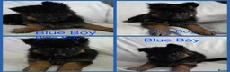 German Shepherd dogs for sale: Gorgeous German Shepherd Puppies For Sale - Advert 15