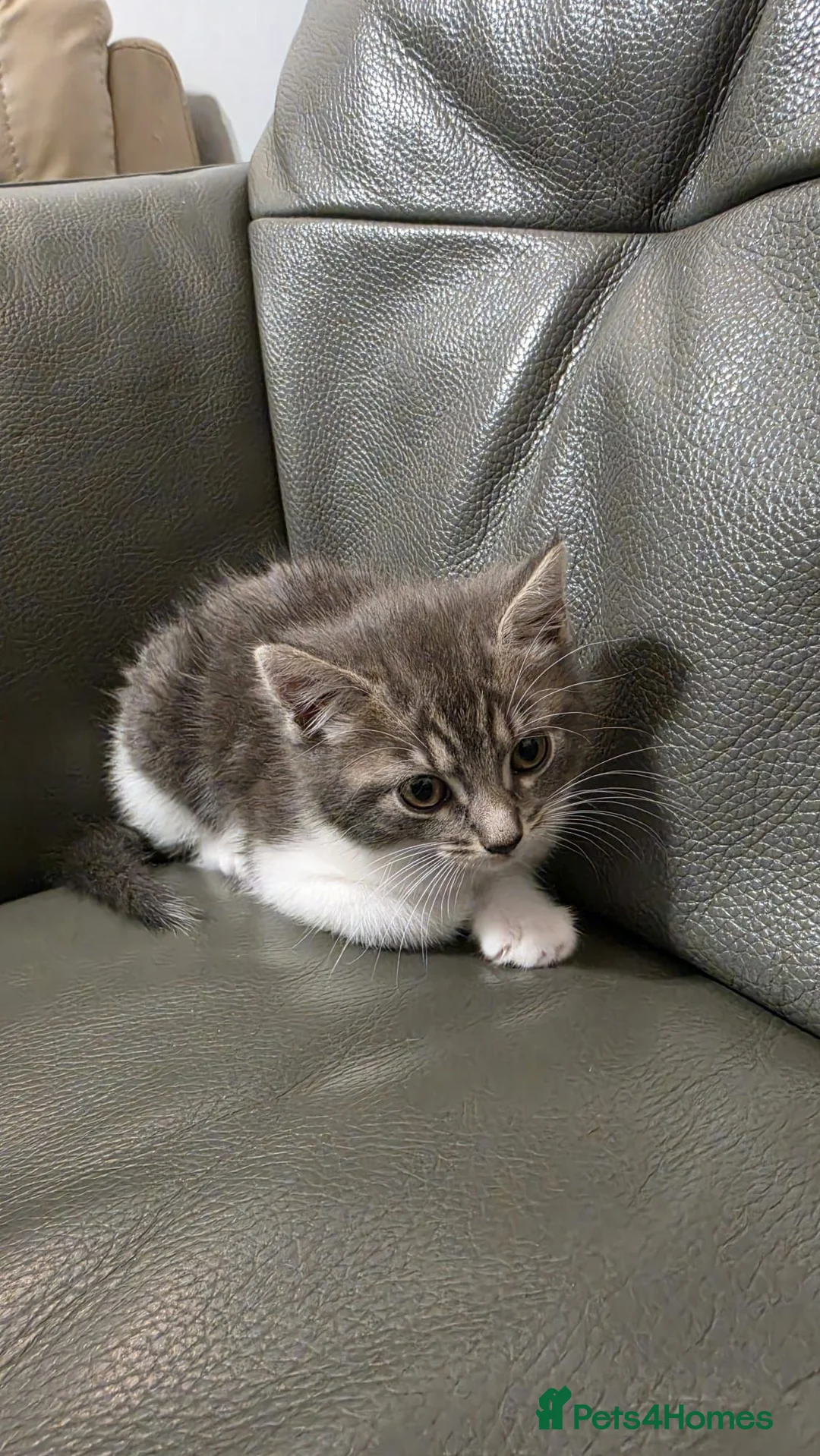 Mixed Breed cats for sale: Kute kitten in Manchester - Advert 2