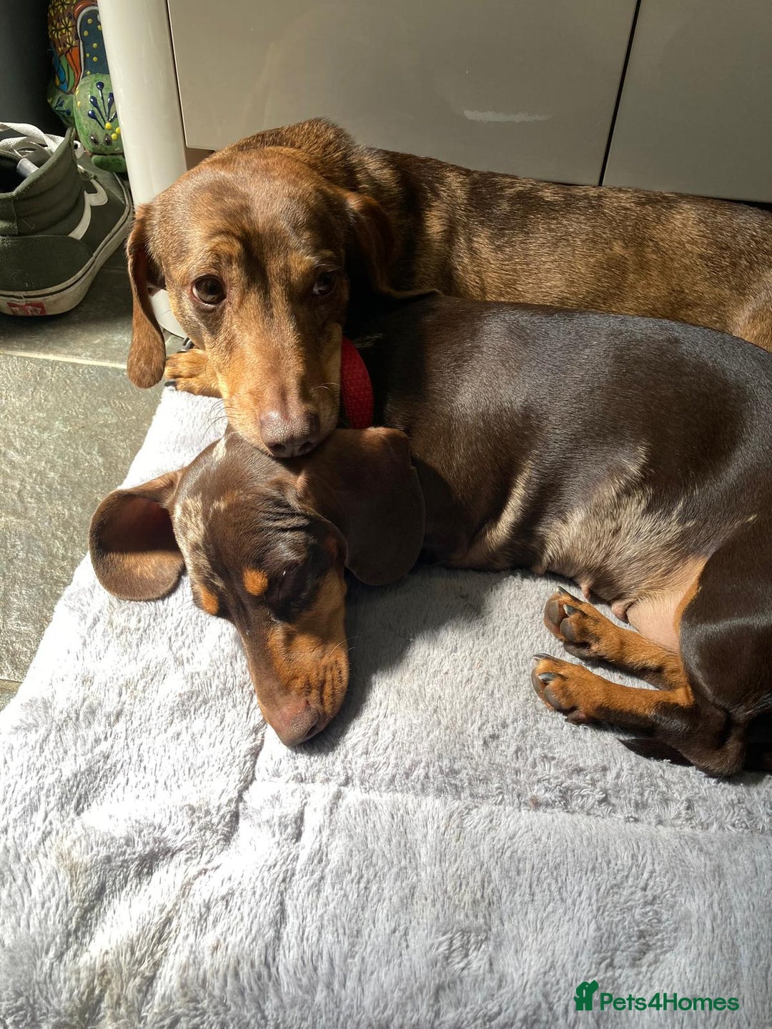 Dachshund dogs for sale: 3 male 2 female dashound puppies ready to go. - Image 28