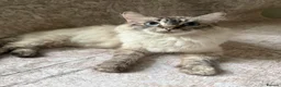 Ragdoll cats for sale: Adorable Purebred Ragdoll Kitties 🤍 - Advert 2