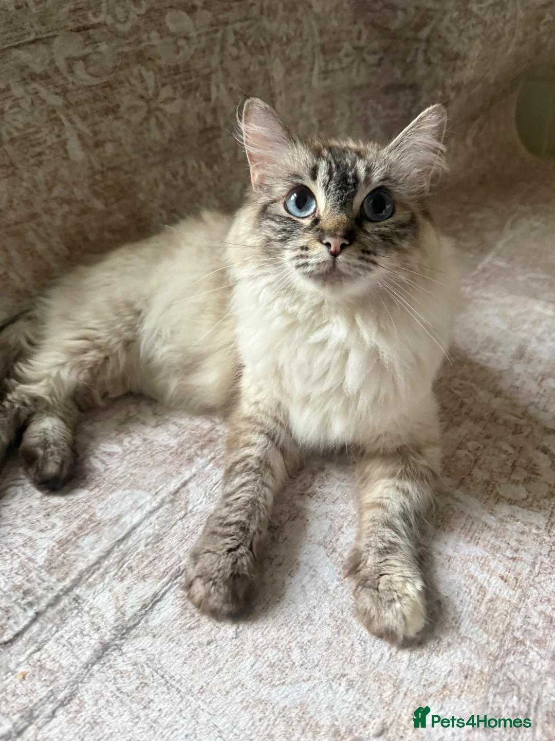 Ragdoll cats for sale: Adorable Purebred Ragdoll Kitties 🤍 - Advert 2