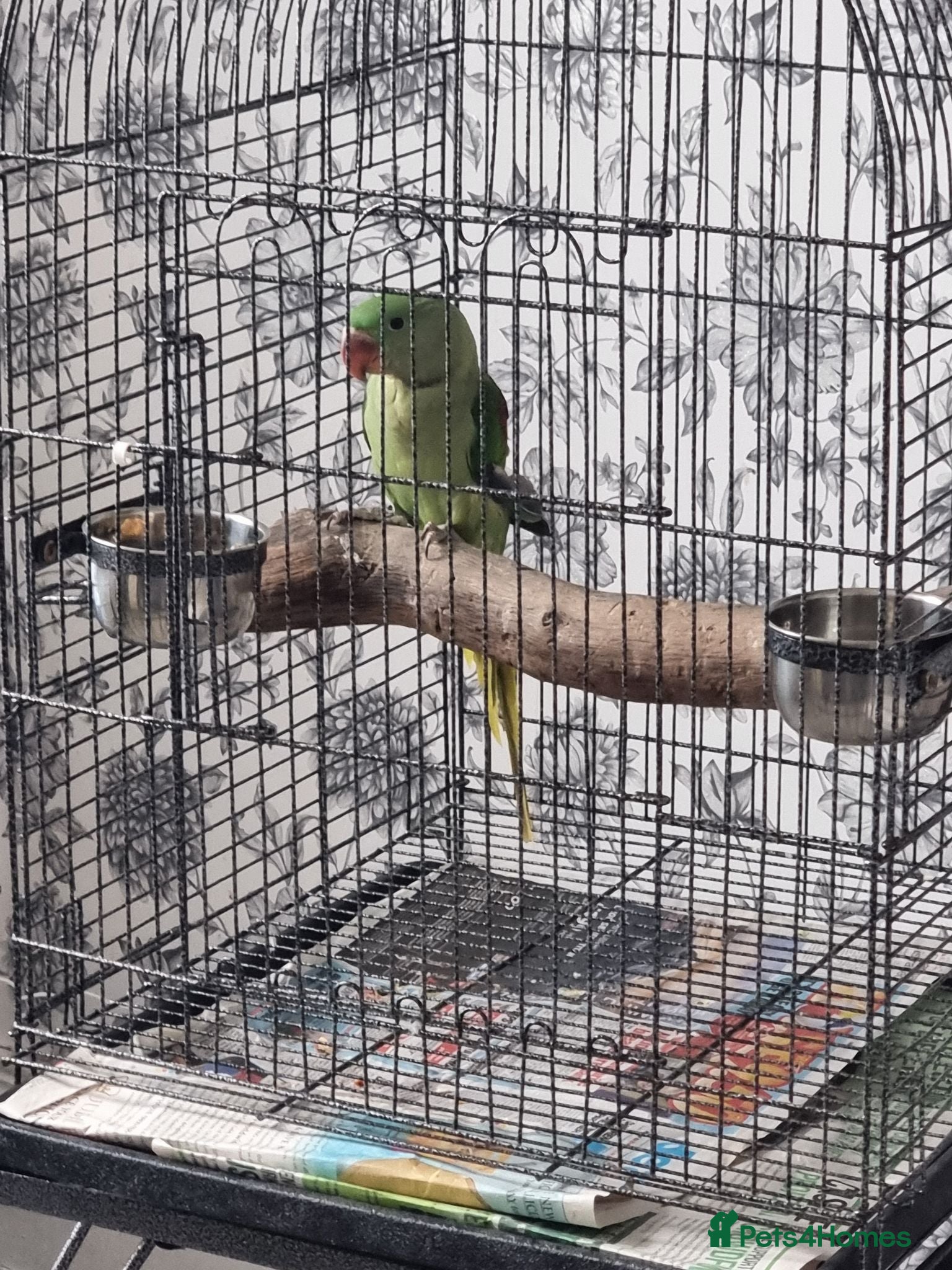 Parrots birds Beautiful Baby Alexandrine talking parrot - Advert 8