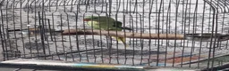 Parrots birds for sale: Beautiful Baby Alexandrine talking parrot - Advert 1
