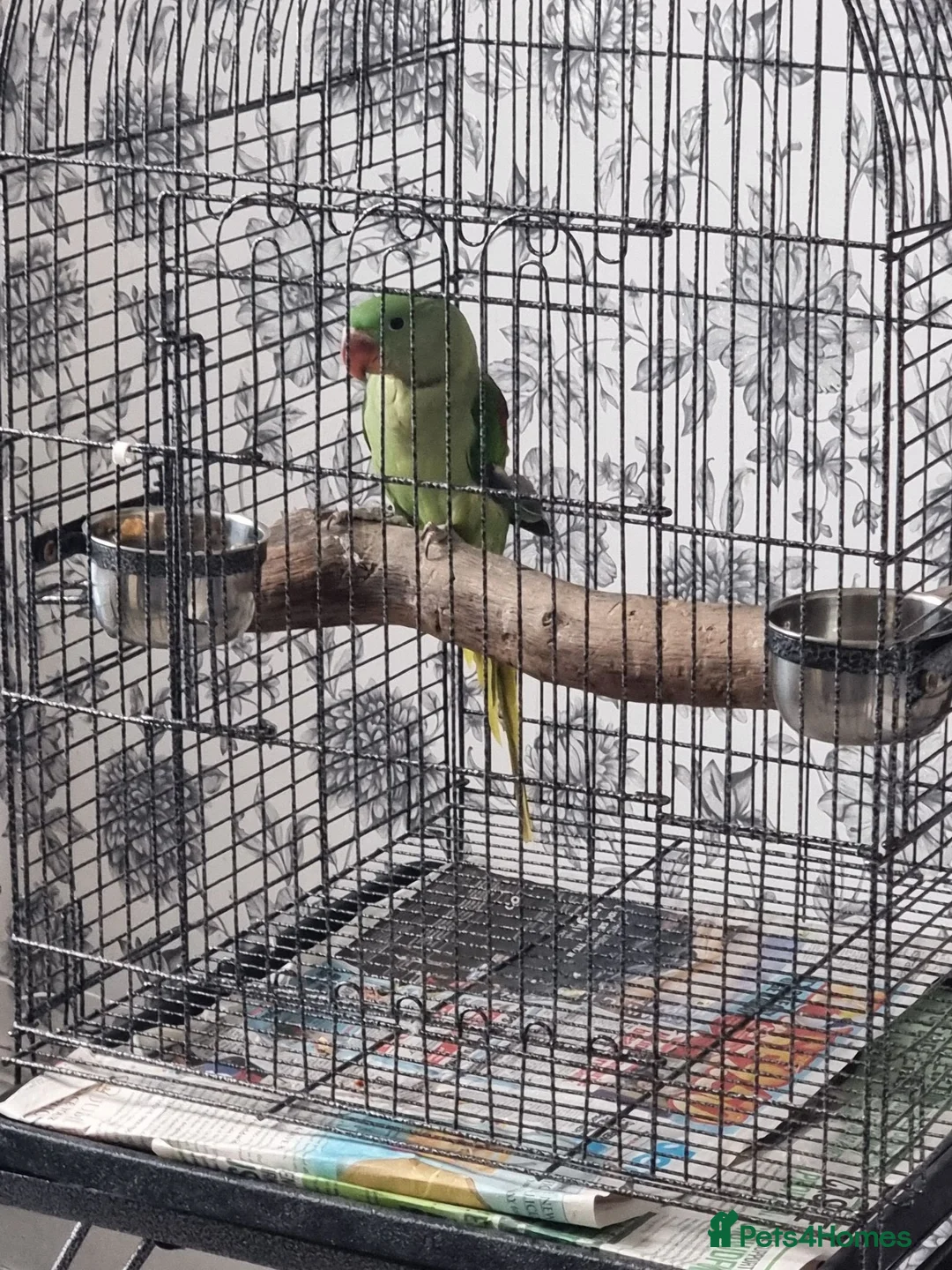 Parrots birds for sale: Beautiful Baby Alexandrine talking parrot - Advert 1