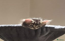 Bengal cats for sale: 4 Bengal cross kittens - Image 6