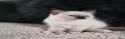 Ragdoll cats for sale: Beautiful Ragdoll Kittens - Advert 7