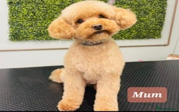 Toy Poodle dogs for sale: 💙 Beautiful tiny Toy poodle boy 💙 - Image 5