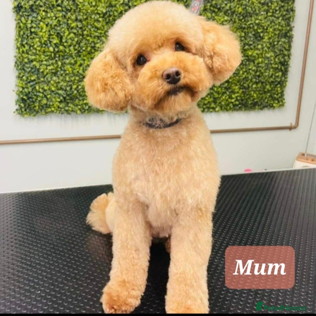 Toy Poodle dogs for sale: 💙 Beautiful tiny Toy poodle boy 💙 - Image 5