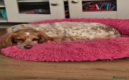 Cockapoo dogs for sale: Female cockerpoo - Image 11