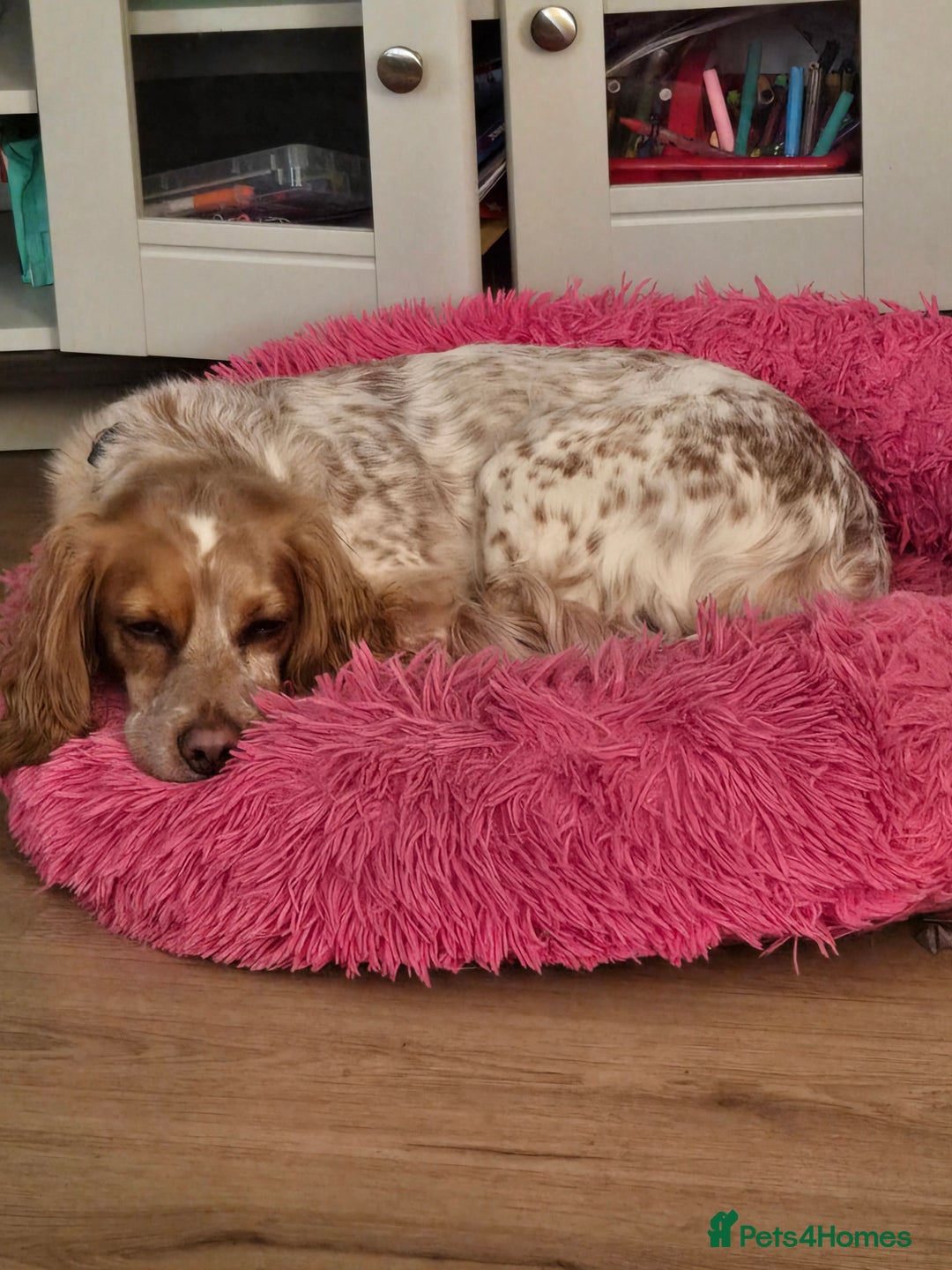 Cockapoo dogs for sale: Female cockerpoo - Image 11