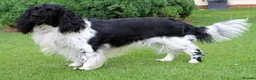 English Springer Spaniel dogs for sale: English Springer Spaniel ****** - Advert 1