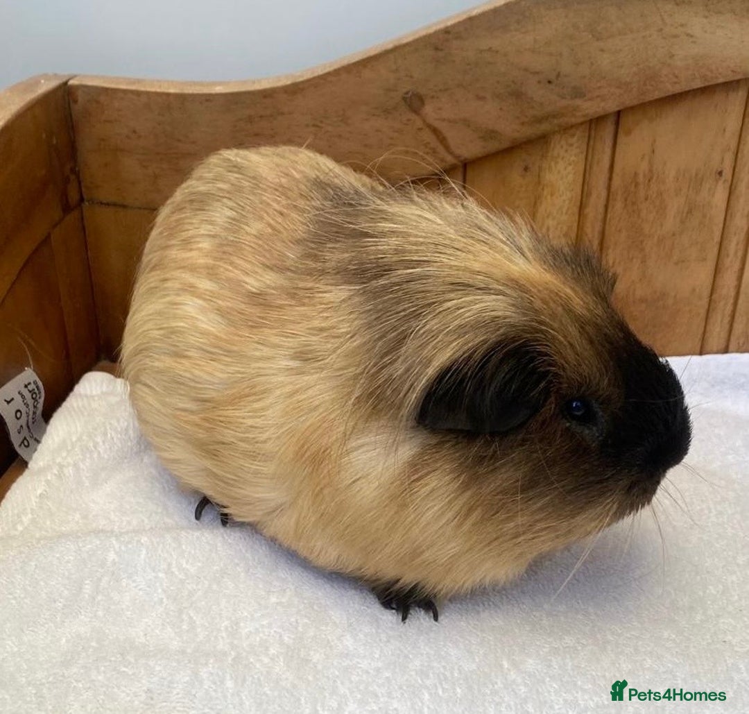 Guinea Pig rodents for sale: Gorgeous Californian Boar - Image 4