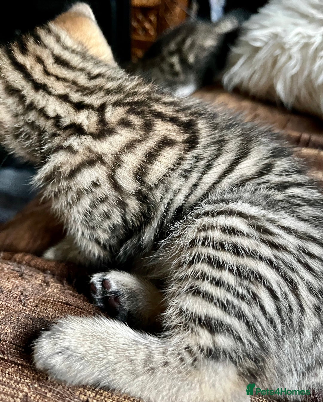 Bengal cats for sale:  Glittery Bengal X KittensWith Famous References!  - Advert 19