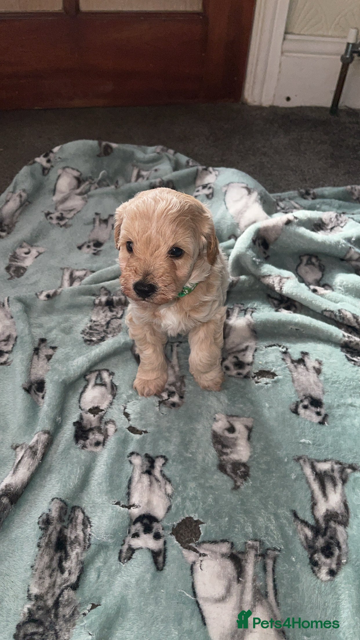 Mixed Breed dogs Beautiful Cavapoochon x cockapoo Puppies  - Advert 2