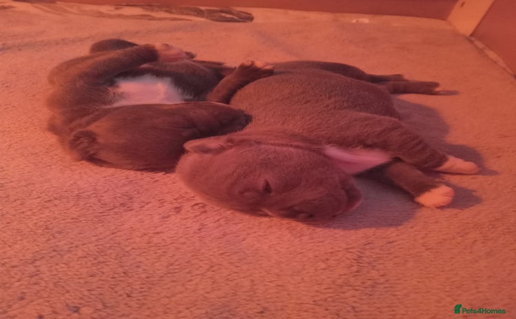 Staffordshire Bull Terrier dogs Blue staffordshire bull terrier pup - Advert 8