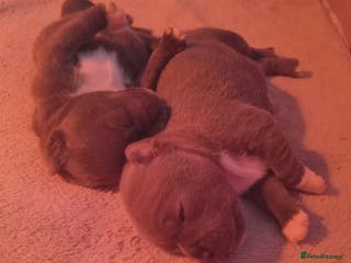 Staffordshire Bull Terrier dogs Blue staffordshire bull terrier pup - Advert 20