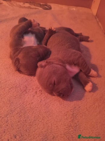 Staffordshire Bull Terrier dogs Blue staffordshire bull terrier pup - Advert 1