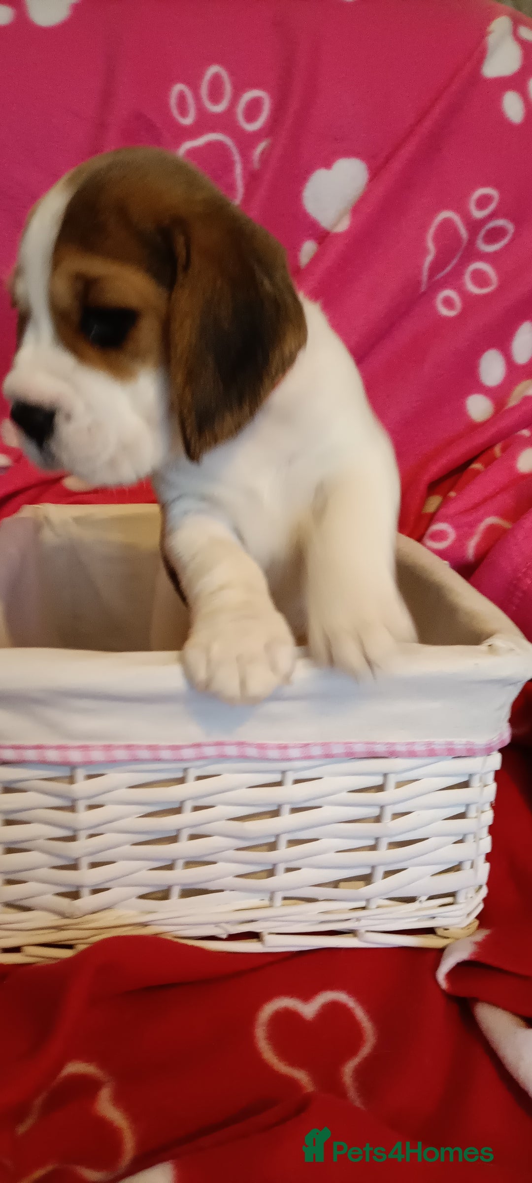 Beagle dogs for sale: Beautiful beagle puppies  - Image 6