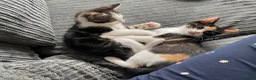 Mixed Breed cats for sale: Pair of kittens brother and sister - Advert 3