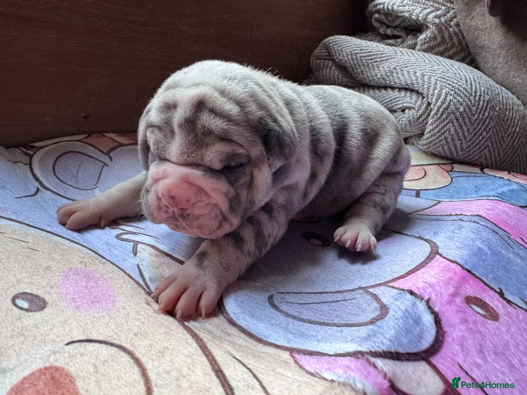 Shar Pei dogs for sale: Stunning Bullpei Puppies (Sharpei/English Bulldog) - Advert 17