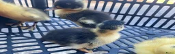 Ducks poultry for sale: Cherry Valley Pekin Ducklings - Advert 10