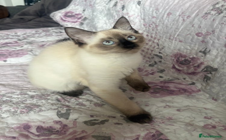 Siamese cats - Advert 1