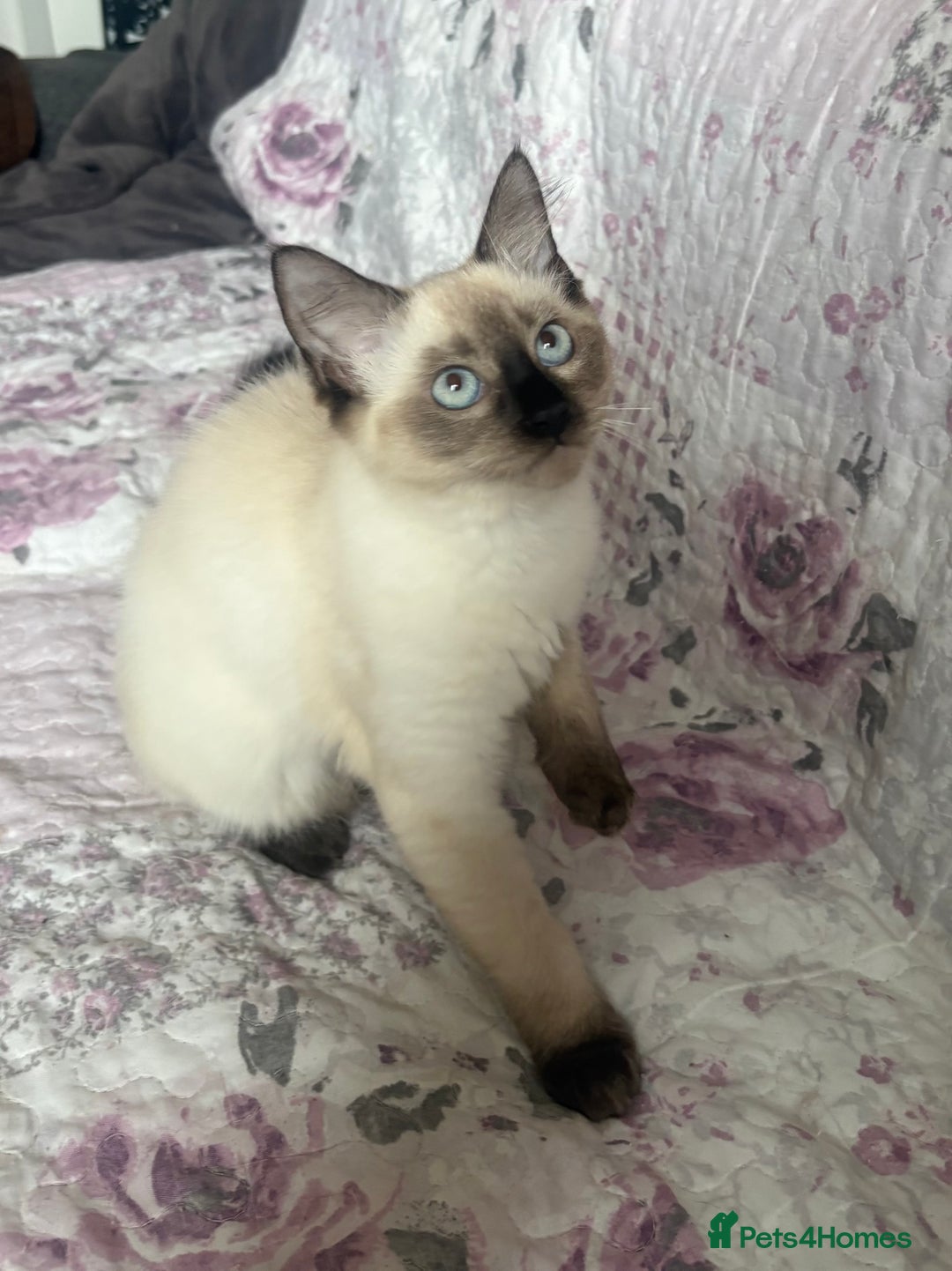 Siamese cats for sale: Siamese cross ragdoll adorable and cutest kittens  - Image 1