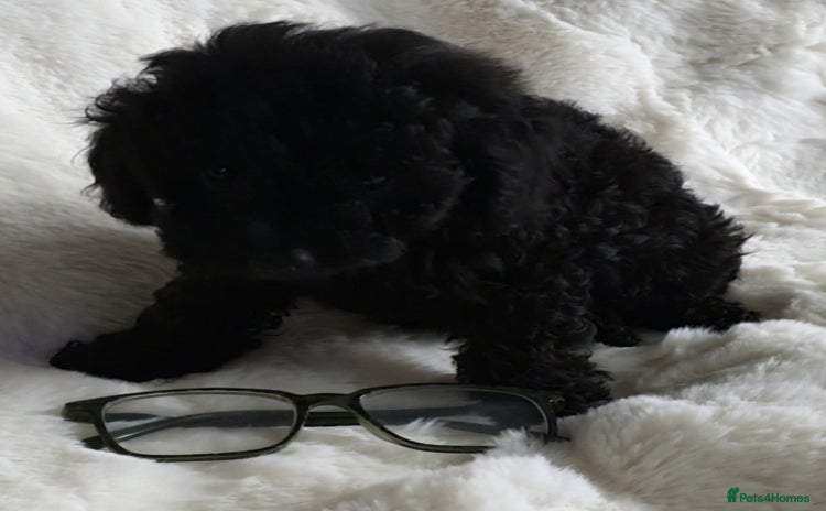 Toy Poodle dogs - Advert 10