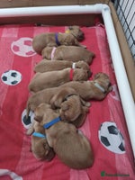 Golden Retriever dogs Golden retriver puppies (2 girls reserved) - Advert 12