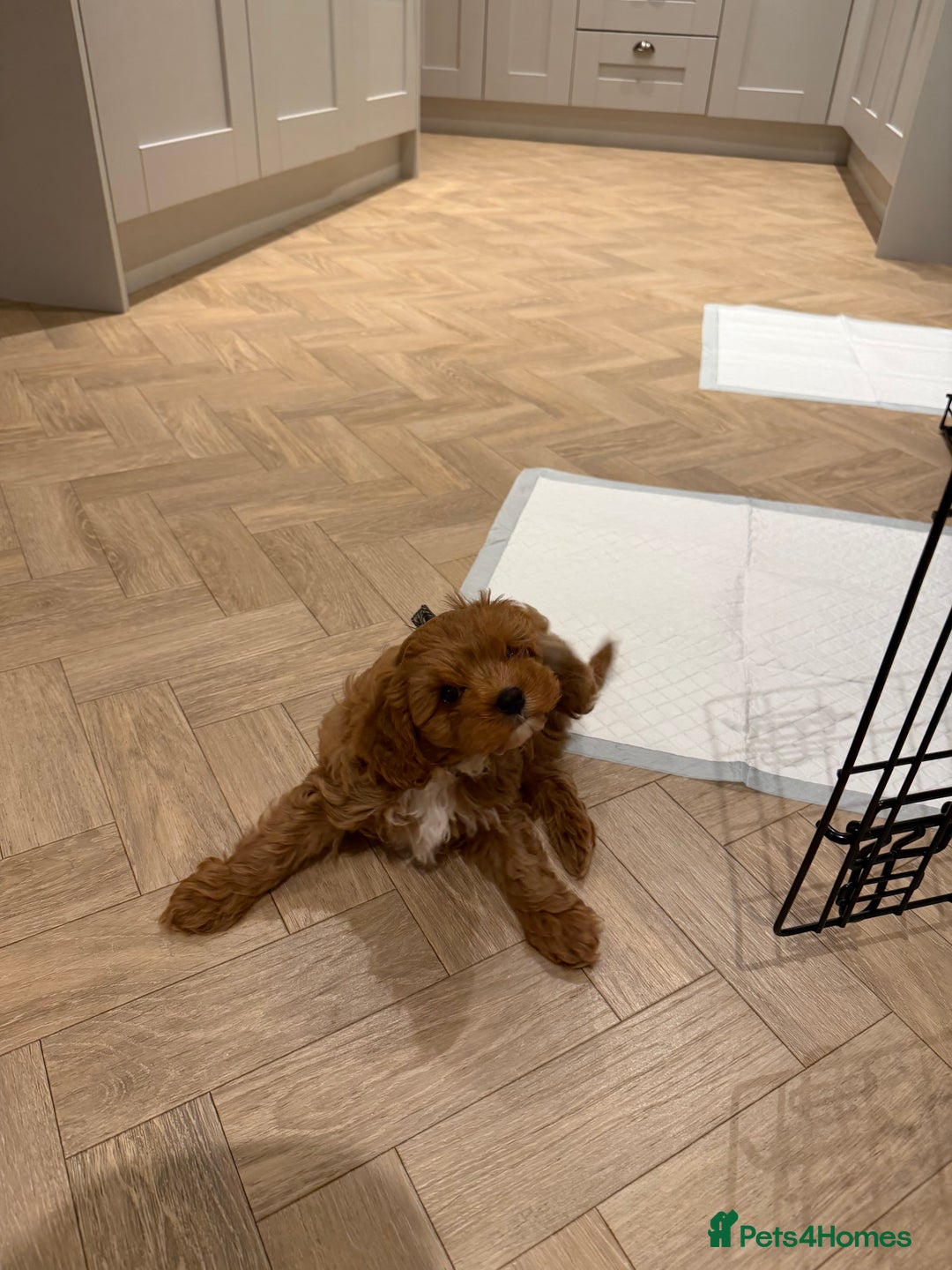 Cavapoo dogs for sale: F1 Cavapoo  - Advert 3