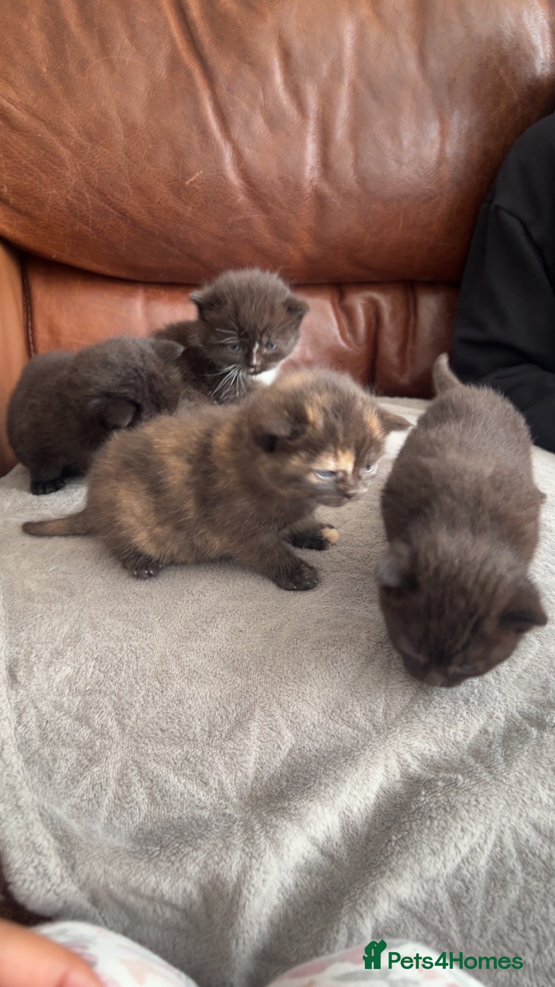 British Shorthair cats british short hairs kittens  - Advert 1