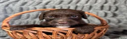 Sprocker dogs for sale: Sprocker in Peterhead - Advert 13