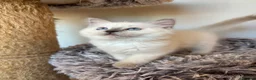 Ragdoll cats for sale: GCCF REGISTERD RAGDOLL KITTINES   - Advert 4