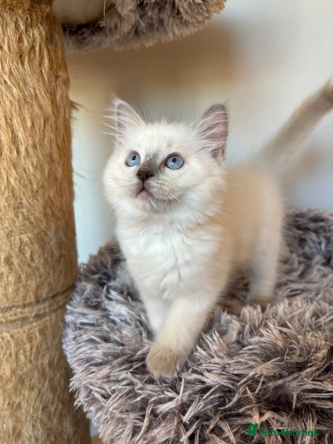 Ragdoll cats for sale: GCCF REGISTERD RAGDOLL KITTINES   - Advert 4