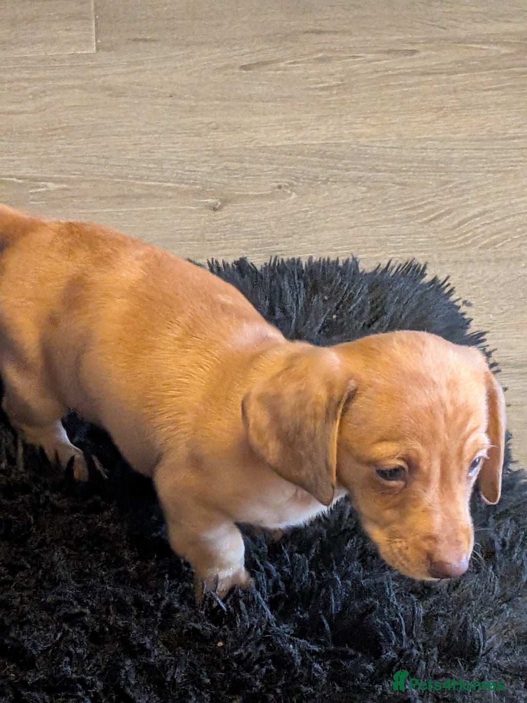 Dachshund dogs for sale: Dachshund puppies  - Advert 18