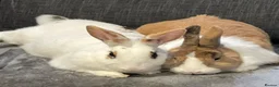 Mixed Breed rabbits for sale: Urgent Loving Home Needed for Bonded Rabbits in Hove - Advert 1