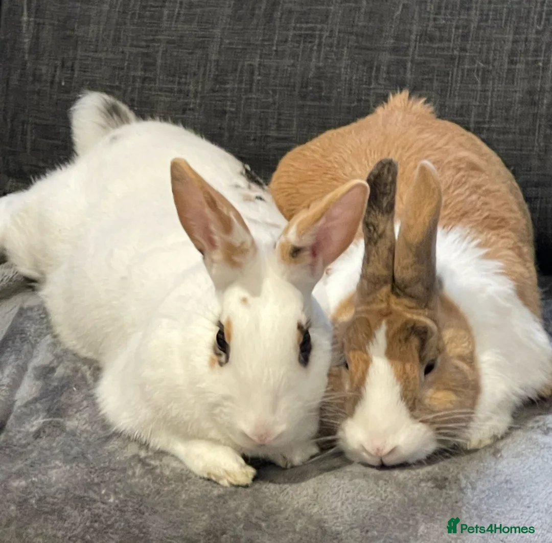 Mixed Breed rabbits for sale: Urgent Loving Home Needed for Bonded Rabbits in Hove - Advert 1