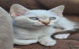 Mixed Breed cats for sale: Adorable Pedigree kitten - GCCF - REDUCED PRICE - Image 13