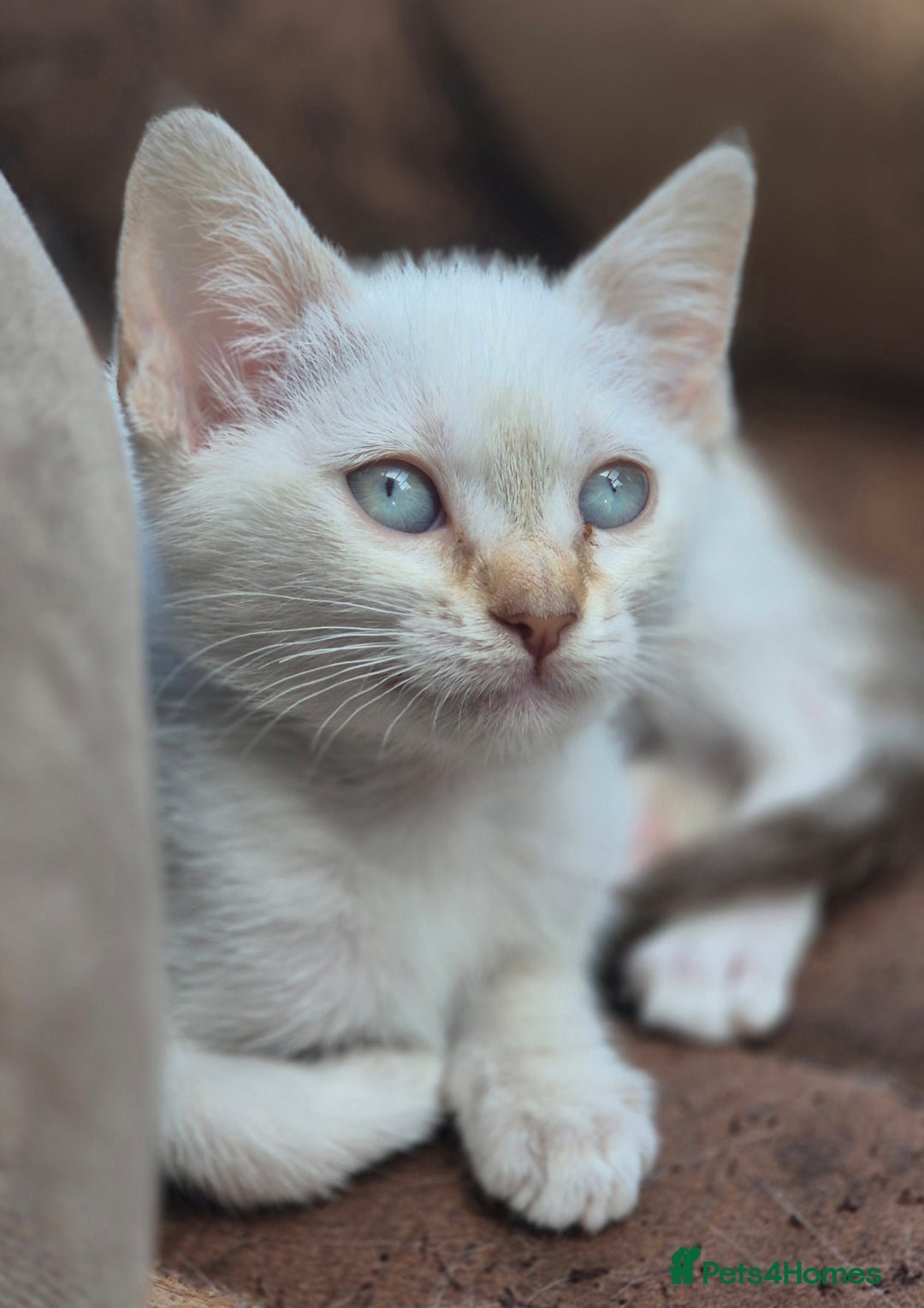 Mixed Breed cats for sale: Adorable Pedigree kitten - GCCF - REDUCED PRICE - Image 13