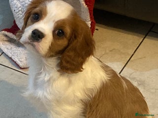 Cavalier King Charles Spaniel dogs Beautiful cavaliers - Advert 14